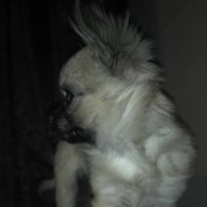 Meet your Posher, Trishia